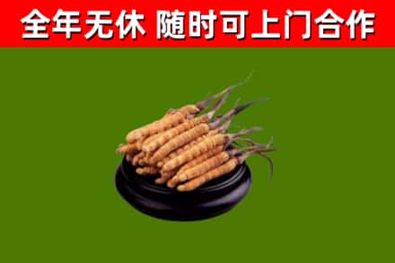 楚雄烟酒回收冬虫夏草.jpg